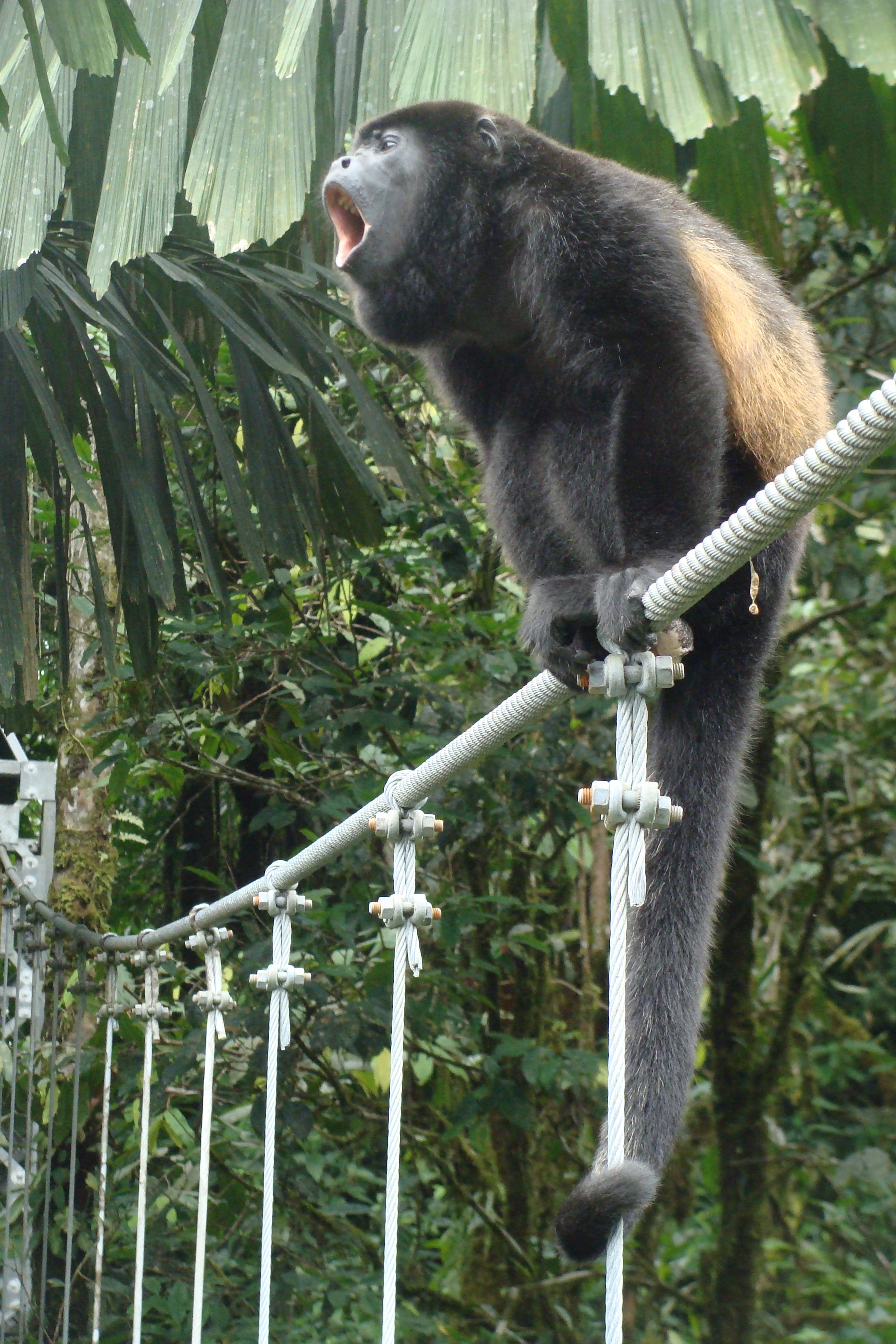 Howler Monkey